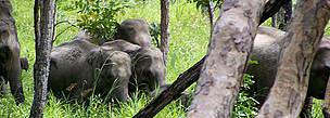 Wild Asian elephants in the dry forests of Cambodia.
© WWF Greater Mekong
© WWF Greater Mekong