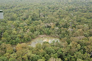 Forest cover of the dry forest eastern plains landscape.
© Nick Cox / WWF-Cambodia
© Nick Cox / WWF-Cambodia