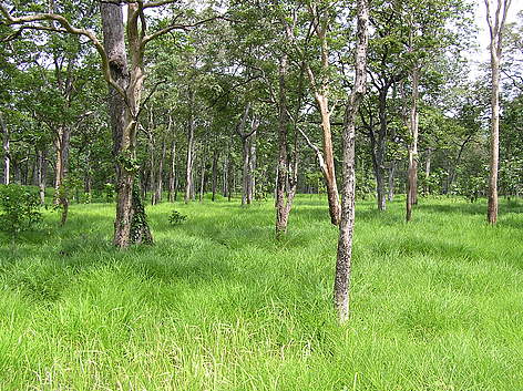 Dry forest landscape in Mondulkiri Protected Forest, Cambodia
© WWF-Cambodia / Craig Bruce rel=