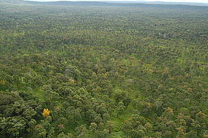 An exaple of typical dry forest habitat within the Lower Mekong Dry Forests Ecoregion, here as seen ...
© Nick Cox / WWF-Cambodia
© Nick Cox / WWF-Cambodia