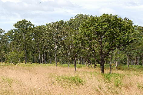 Typical open dry forest with grassy understory in Cambodia's Eastern Plains Landscape.
© WWF-Cambodia / Nick Cox rel=