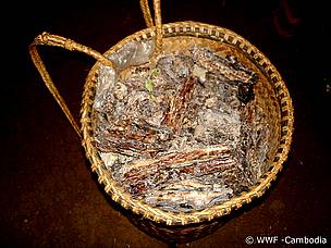Besides liquid resin, dry resin is also collected by local villagers throughout the forests of ...
© WWF-Cambodia
© WWF-Cambodia