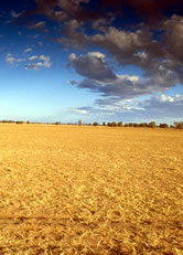 Farmland lies dry and life-less as a result of land clearing and extreme drought conditions. ...
© WWF / Adam OSWELL Farmland lies dry and life-less as a result of land clearing and extreme drought conditions. ...
© WWF / Adam OSWELL
