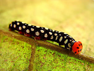 Caterpillar, Dzanga-Sangha
© Chloé Cipolletta
© Chloé Cipolletta