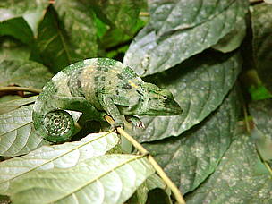 Chameleon, Dzanga-Sangha
© Chloé Cipolletta
© Chloé Cipolletta