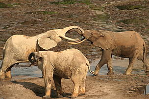 Elephants in Dzanga-Sangha
© Chloé Cipolletta
© Chloé Cipolletta