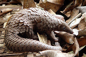 Pangolin, Dzanga-Sangha
© Chloé Cipolletta
© Chloé Cipolletta