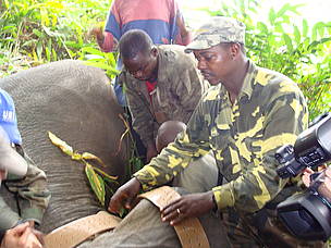 Radio and satellite telemetry have been an integral part of many research and management projects of African elephants. WWF CFP staff put hands together to fasten satellite collar around neck of tranquilised elephant. © WWF CARPO/CFP_SAWA Radio and satellite telemetry have been an integral part of many research and management projects of African elephants. WWF CFP staff put hands together to fasten satellite collar around neck of tranquilised elephant.