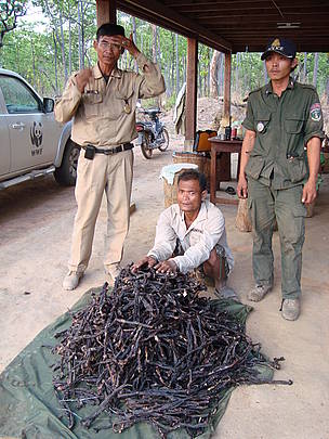 Offender with 25kg of dried banteng meat after being arrested close to Trapeang Trach outpost in ...
© Keo Sopheak / WWF-Cambodia
© Keo Sopheak / WWF-Cambodia
