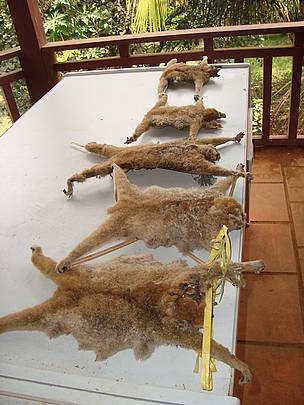 Dried slow loris for use in traditional
© WWF-Cambodia / Rohit Singh