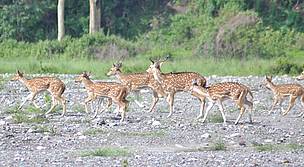 Chital Deer
© WWF
© WWF