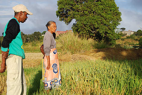 Amélioration de la culture du riz. Ivohibe, Madagascar.
© WWF-MWIOPO/M. Lippuner rel=