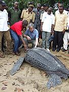 WWF Director General, Jim Leape (R)and CARPO Representative, Laurent Somé (L) at the rescue of a leatherback turtle on the beaches of Campo Ma'an