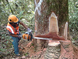 Suma Lumber
© WWF Guianas
© WWF Guianas