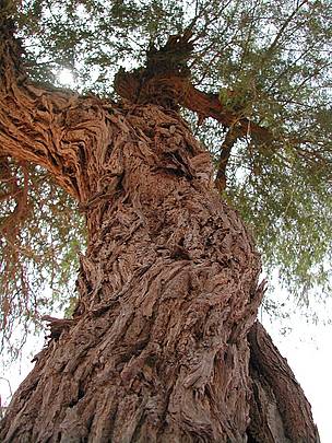 The ghaf is a tough, sturdy tree that survives well in desert conditions
© EWS-WWF
© EWS-WWF