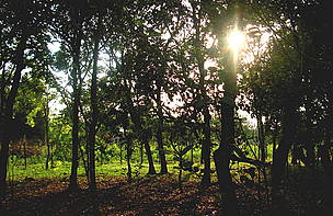 Mbaracayu Reserve, Eastern Paraguay
© Helen Beynon
© Helen Beynon