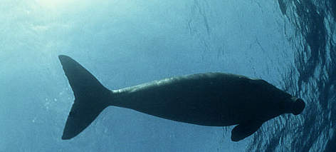 Dugong Swimming in open sea.
© WWF / Jürgen FREUND rel=