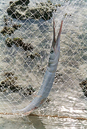 Mafia Island Marine Park, Mafia Island, Tanzania
A Half beak fish (Hyporhamphus sajori) caught in ...
© Peter Denton / WWF
© Peter Denton / WWF