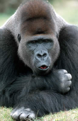 Eastern lowland gorilla (Gorilla beringei graueri), Silverback male. / ©: WWF-Canon / Martin HARVEY Eastern lowland gorilla (<i>Gorilla beringei graueri</i>), Silverback male. / ©: WWF-Canon / Martin HARVEY