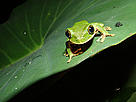 Treefrogs are among the 1000 endemic species found in the Eastern Arc Mountains.