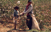 Picking cotton near Piura, Peru.
© WWF / Edward PARKER Picking cotton near Piura, Peru.
© WWF / Edward PARKER