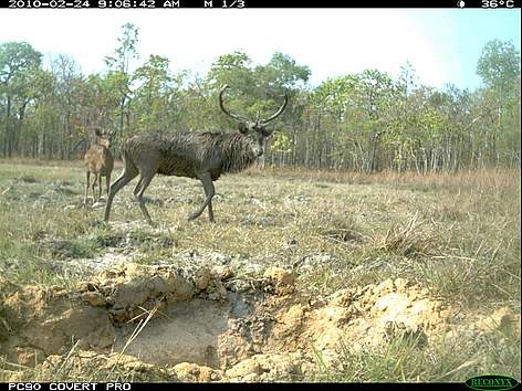 Male (foreground) and female adult Eld's deer photographed by a camera trap at a waterhole in ...
© Forestry Administration / WWF rel=