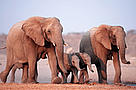 A recent count found approximately 500 African elephants in north-west Namibia.