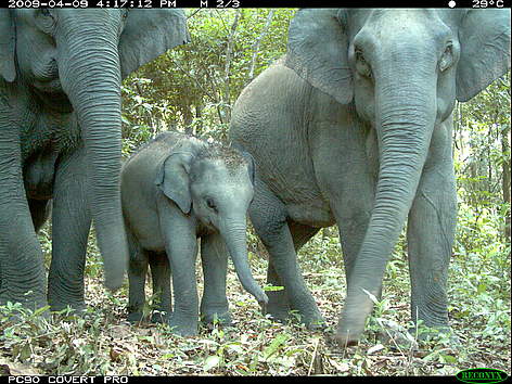 Juvenile and adult Asian elephants photographed by a camera trap in Phnom Prich Wildlife Sanctuary ...
© GDANCP / WWF-Cambodia rel=