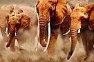 African elephants on the move.