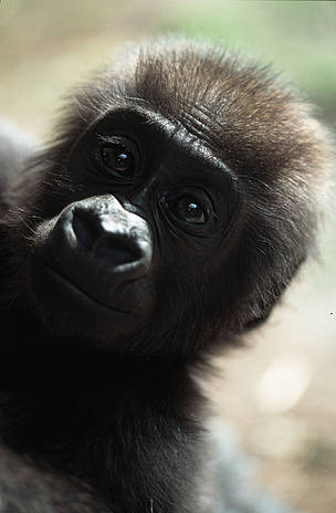 Young eastern lowland gorilla (Gorilla beringei graueri)
© Chris Martin BAHR / WWF
© Chris Martin BAHR / WWF