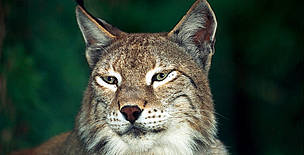 Eurasian lynx (Lynx lynx).
© Sanchez & Lope / WWF Eurasian lynx (<i>Lynx lynx</i>).
© Sanchez & Lope / WWF