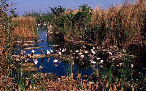 Everglades National Park. Pond and white ibis, Florida, United States of America
© Martin Harvey / WWF rel=