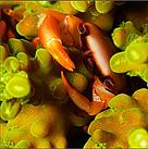 EWS-WWF
© EWS-WWF
© EWS-WWF