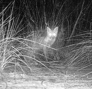 The image of this feral fox was captured from the same camera trap location as the Little ...
© Phil Lewis / WWF-Australia The image of this feral fox was captured from the same camera trap location as the Little ...
© Phil Lewis / WWF-Australia