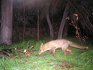 The European fox was introduced into Australia in the 1800s for sport hunting. Since then it has ...
© Mike Griffiths / WWF The feral fox was introduced into Australia in the 1800s for sport hunting. Since then it has ...
© Mike Griffiths / WWF