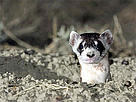 Black-footed ferret poking out of its den.
© Daniel J. Cox/NaturalExposures.com
© Daniel J. Cox/NaturalExposures.com