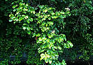 Bright green foliage of the vesi tree. / ©: R. DeMeo Bright green foliage of the vesi tree. / ©: R. DeMeo