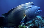 Humphead wrasse.
© WWF / Darren Jew Humphead (or Napoleon, or Maori ) wrasse.
© WWF / Darren Jew