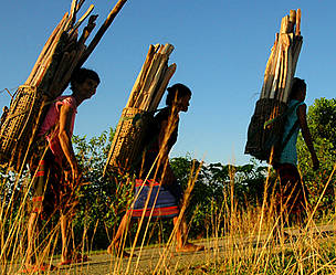 Women returning home with firewood at Pham Ba Thinh, Greater Annamites, Vietnam
© WWF Greater Mekong Programme
© WWF Greater Mekong Programme