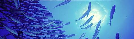School of bigeye trevally. Fiji, southwest Pacific Ocean.
© Cat HOLLOWAY / WWF rel=