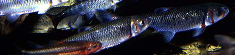 Warpaint shiners, Tennessee, US.
© Kevin SCHAFER / WWF rel=
