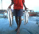 Fishers returning from the sea with their catch, Zanzibar Island, Tanzania. Coral reefs are important for fisheries and local communities around the world.