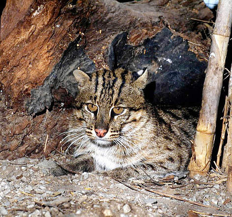 The elusive fishing cat is so rarely observed in Cambodia that its population size is very ...
© Gerald S. Cubitt / WWF rel=