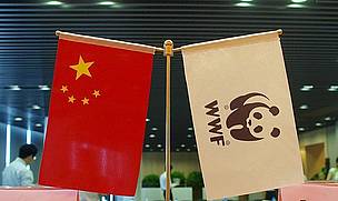 Active in the country since 1980, WWF was the first international conservation organization invited ...
© Zhang Yifei / WWF-China
© Zhang Yifei / WWF-China