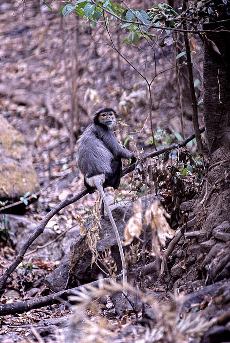 A black-shanked douc photographed within Mondulkiri Protected Forest in Cambodia's Eastern Plains ...
© Fletcher & Baylis / WWF-Cambodia rel=