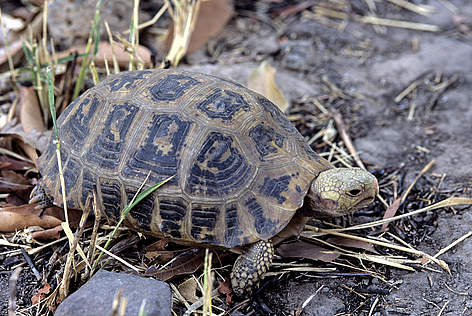 A previously confiscated elongated tortoise photographed just after its release back into the wild ...
© Fletcher & Baylis / WWF-Cambodia rel=