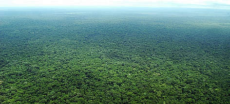 Aerial view of Iténez Protected Area (Bolivian Amazon)
© WWF Bolivia / Gustavo YBARRA rel=