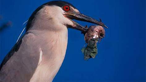 swamp animals food chain