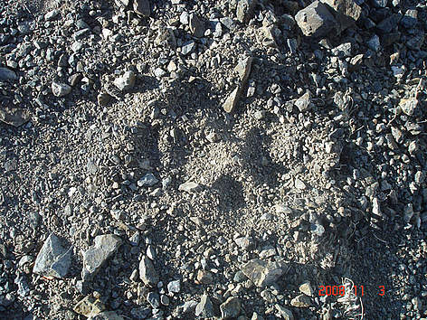Foot print of SL
© D.Tseveenravdan / WWF Mongolia Foot print of SL rel=
