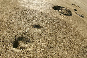 La meta de Huella Ecológica (Footprint) para 2020 es que ésta haya caído por debajo de los niveles ... / ©: WWF / Chris Martin BAHR / ©: WWF / Chris Martin BAHR